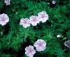 geranium-sanguineum-lancastriense-var.-striatum